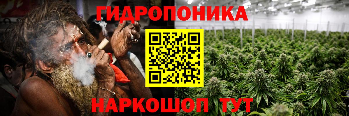 Канабис семена Ачинск